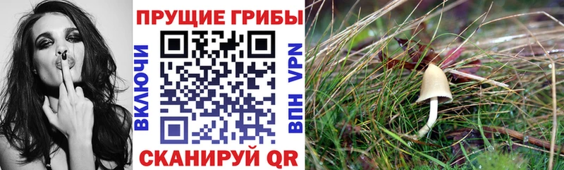 где найти Бобров MEGA как зайти Галлюциногенные грибы Psilocybine cubensis